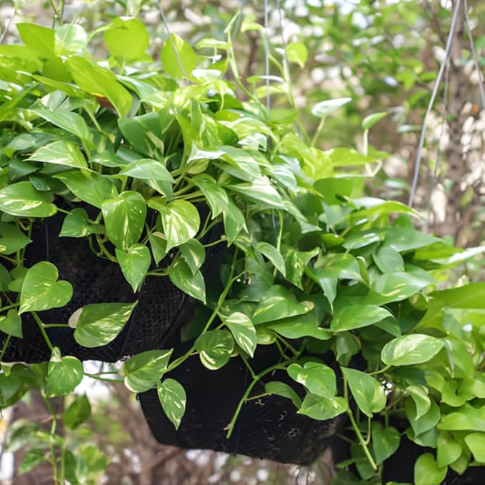 Golden Pothos Live Plant, 6" Potted Plant, Easy Care Indoor Vine, Hanging Green Foliage for Shelves and Desks