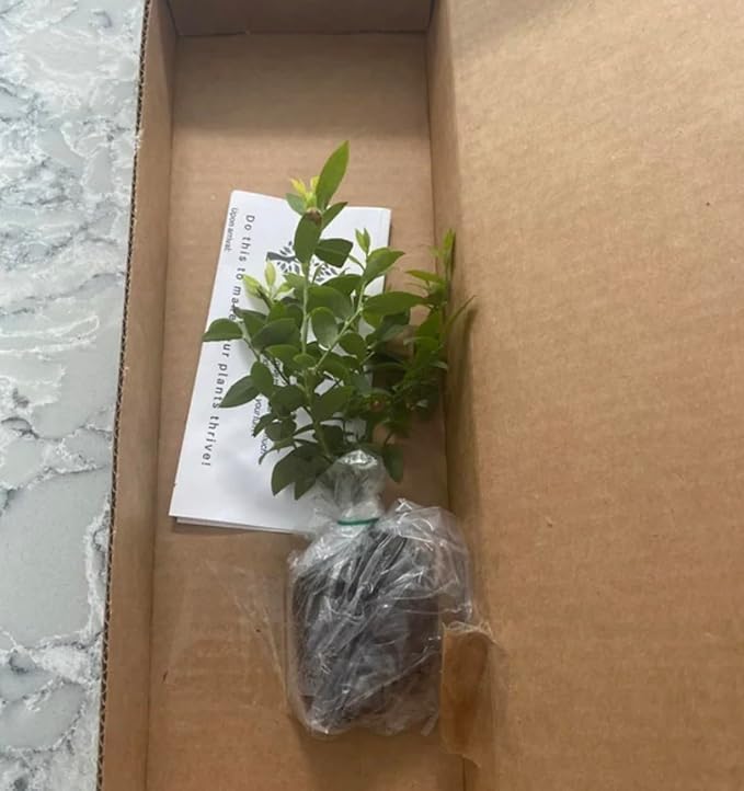 Jewel Blueberry Plants (2-Pack) - Live Berry Bush 5-8" - Container or Garden Growing - Large Sweet Berries - Hardy Zones 4-8