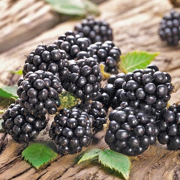 200+ BlackBerry Seeds for Planting - Non-GMO Seeds - Organic BlackBerry Seeds to Plant for Garden Outdoor - Sweet,Healthy Fruit