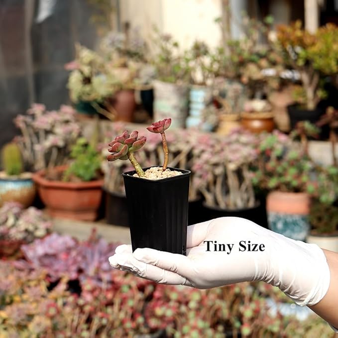 BangQiao 180 Pack 1.95 Inch Tiny Black Plastic Square Nursery and Seedling Pot, Mini Deep Transplant Seed Starter Planter with Drain Hole for Germination, Herb, Succulent