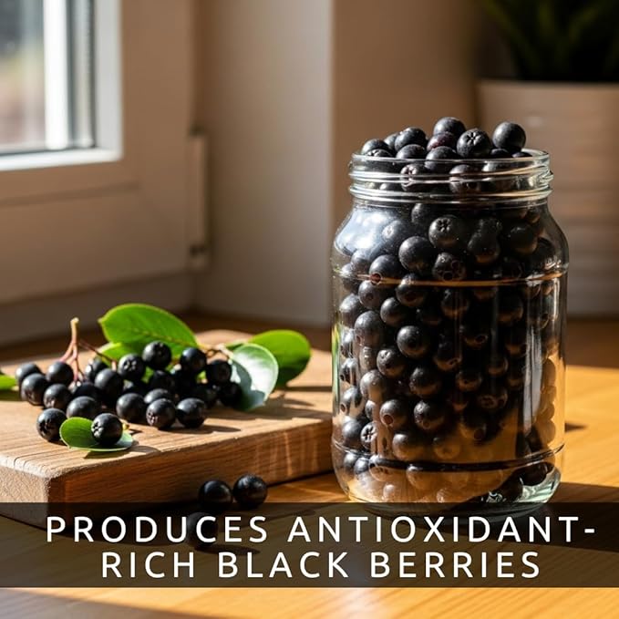 Black Chokeberry Live Plants – Aronia melanocarpa – 1 Year Old Seedlings - Grow Your Own Antioxidant-Rich Superfood Berry Tree – Hardy, Fast-Growing, Ideal for Garden or Container Planting (3 Plants)