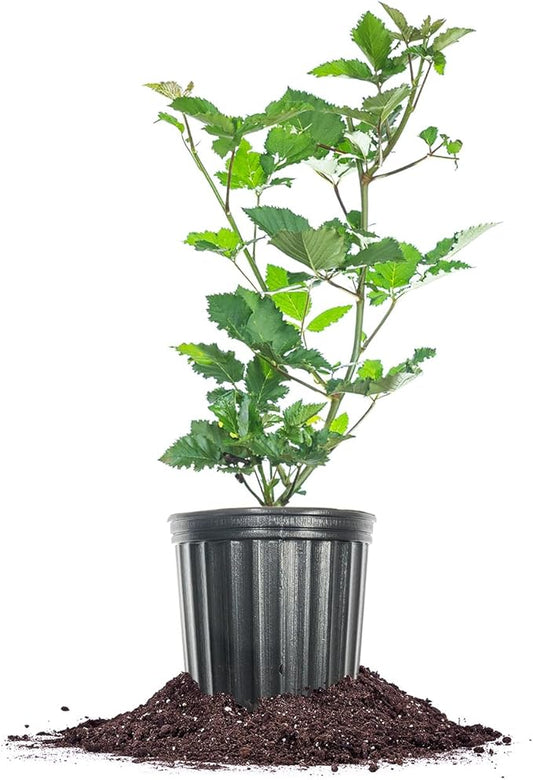 Perfect Plants PrimeArk Freedom BlackBerry Bush 1 Gallon | Live Thornless Fruit for Outdoor Planting | Large Fruits for Home Gardens | Dark Purple Berries Emerge During Early Summer