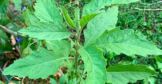 Live Epazote Plant/Mexican Tea. Year's Supply. Family Pack. Helps Immunity, Digestion, Metabolism. Flavorful, Pungent, Fresh, Edible. Easy Grow. Indoor/Outdoor. (2 Epazote in Cup)