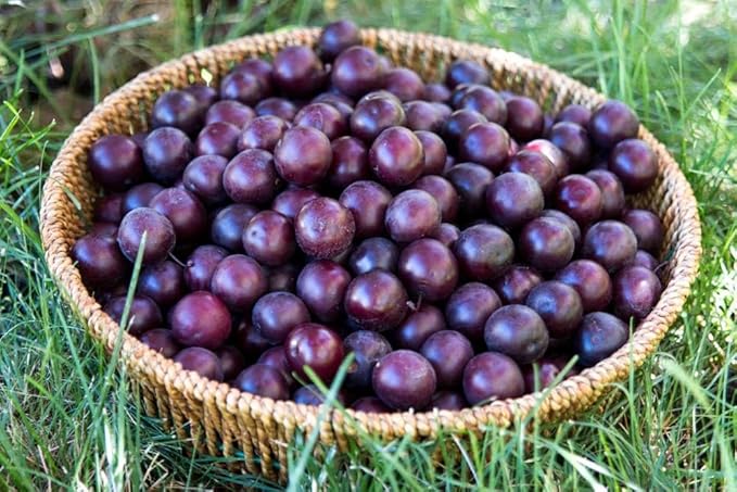 40 Pcs Black Cherry Tree Seeds, Fruit Tree Seeds for Planting, Prunus Serotina Dwarf Cherry Tree with Edible Black Cherries Non-GMO Fruit Seeds for Planting