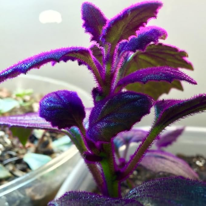 Purple Passion Plant Live Indoor Plant – 4 Inch Tall | Suitable for Home Décor & Gifts | Unique Purple Leaves, Beginner-Friendly & Compact Growth