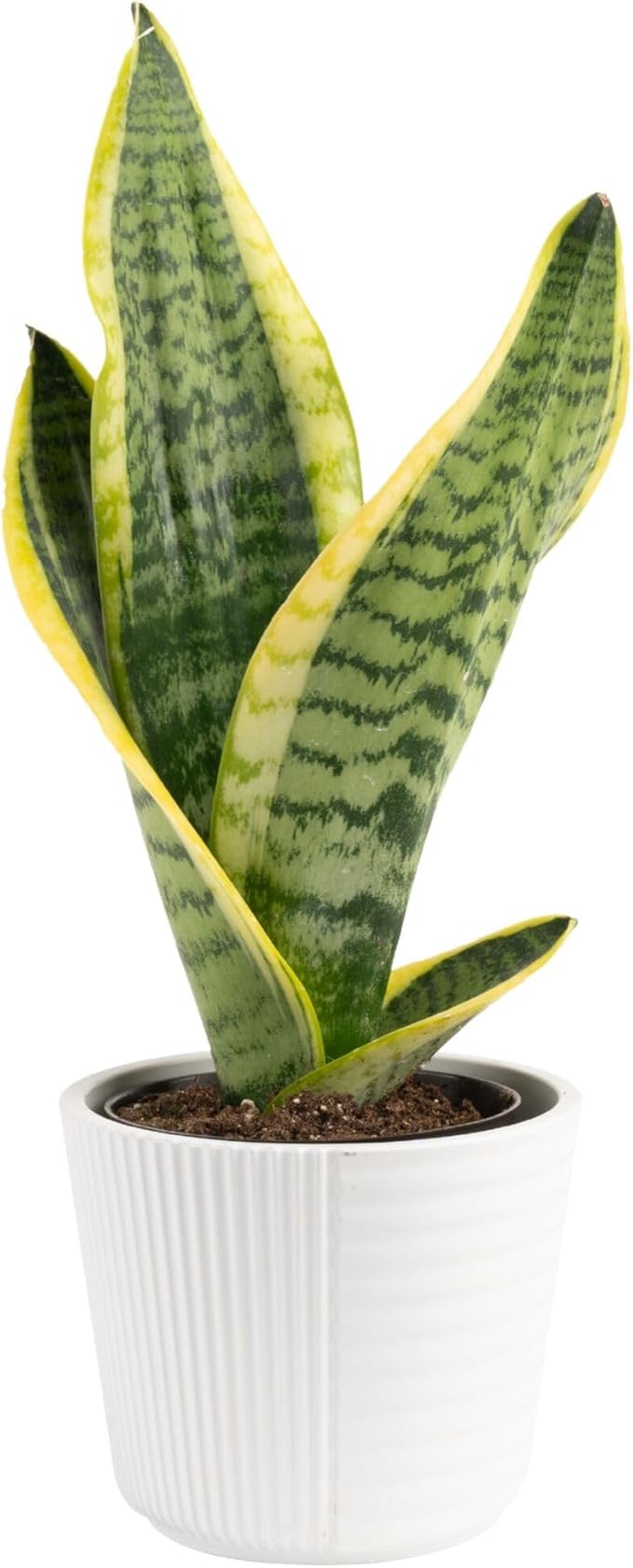 Costa Farms Snake Plant, Live Plant in Decorative Pot, Easy to Maintain, Small Air Purifying Succulent Indoor Houseplant, Assorted Variety, Perfect for Home, Room, or Office Décor, 8-12 Inches Tall