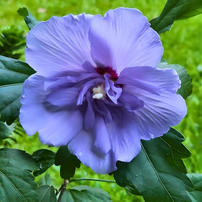 2 Purple Althea Live Plants - Rose of Sharon | 12–18 Inch Tall Flowering Trees | Hardy Hibiscus Shrubs for Outdoor Planting, Landscaping & Garden Beds