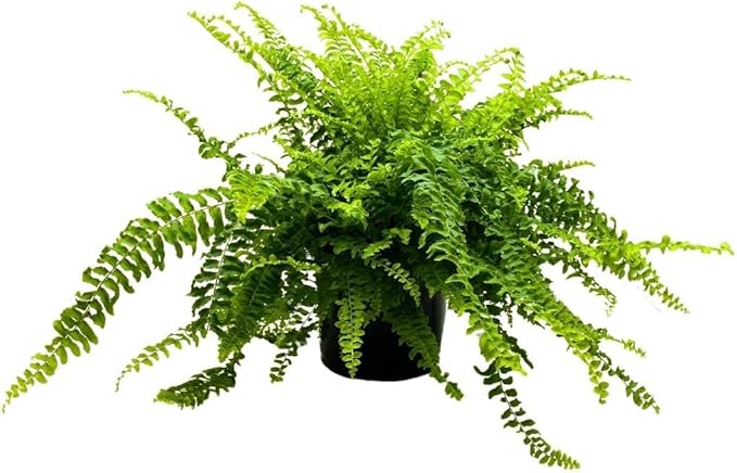 BubbleBlooms Boston Fern, in a 6 inch Pot, Nephrolepis exaltata,