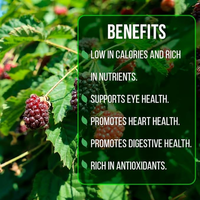 Boysenberry Plant (4 Pack) | Live Fruit Plant for Planting | Large, Juicy & Sweet Berries | Thorny & High-Yielding Variety | Grow Your Own Food in Your Edible Organic Garden | Perfect for Fresh Eating