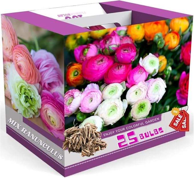 Mixed Ranunculus Flowers Bulbs for Spring Planting, Perennial Flower Bulbs, Early Spring Flower to Plant Outside, Colorful Blooms Groundcover Bulbs, Top Size