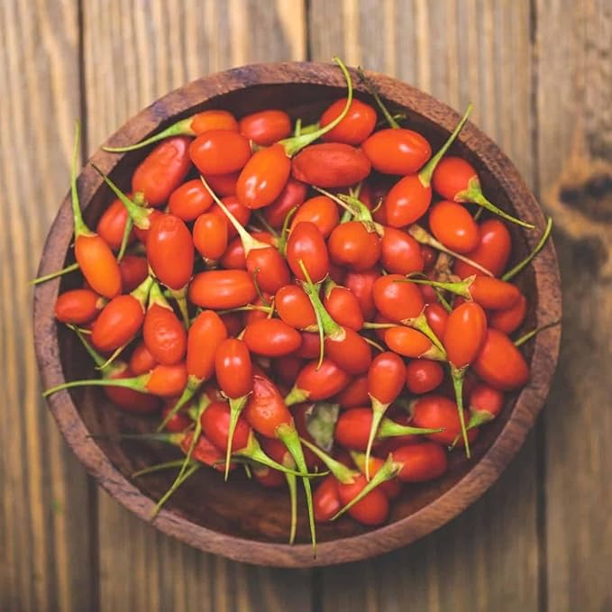 TomorrowSeeds - Goji Berry Tree Seeds - 1200+ Count - for 2026 Planting Lycium Chinense Superfood Wolfberry Asian Wellness Red Flowering Edible Perennial Fruit Trees Perennial Grow Your Own Home Farm