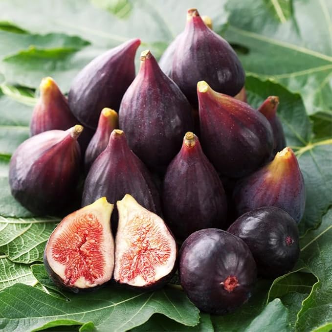 Fig Tree. Set of 4 Starter Live Plants (Collection)