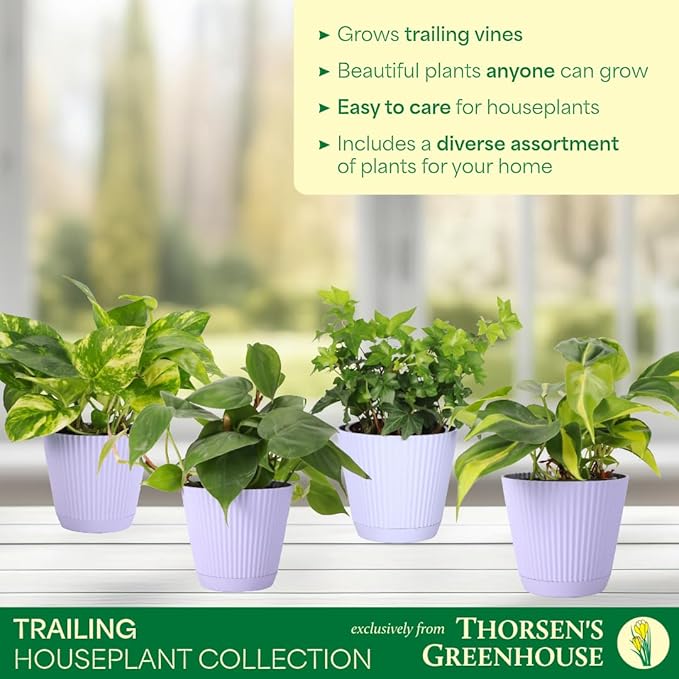 Thorsen's Greenhouse Live Trailing Houseplants (4 Pack), Vining Growth, Easy to Grow Indoor Plants, Grower's Choice Bundle, 4-inch Diameter Established Plants (Lavender (4-Pack))