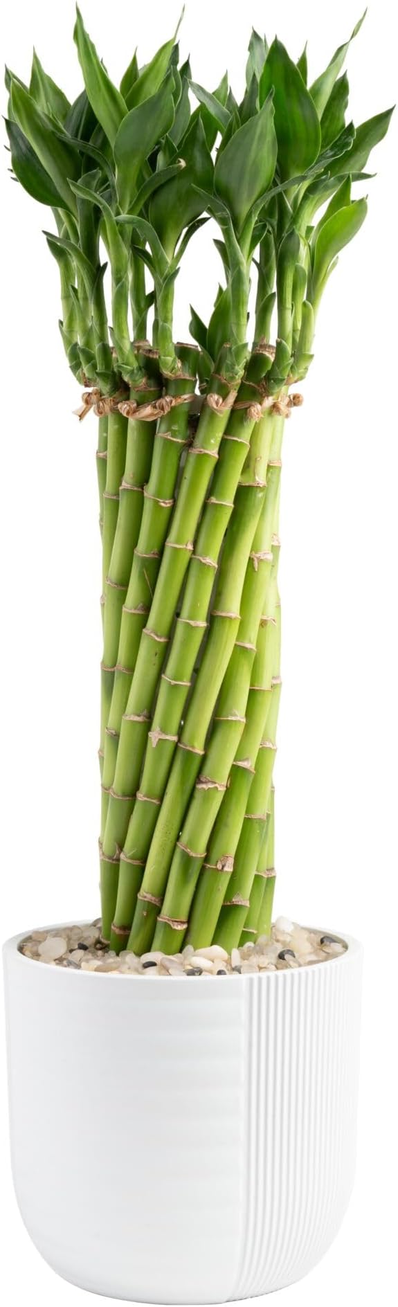 Costa Farms Lucky Bamboo Live Plant in Decorative Pot, Easy to Maintain Indoor Houseplant, Perfect for Home, Room, or Office Decor, Great House Warming or Birthday Gift, 12-15 Inches Tall