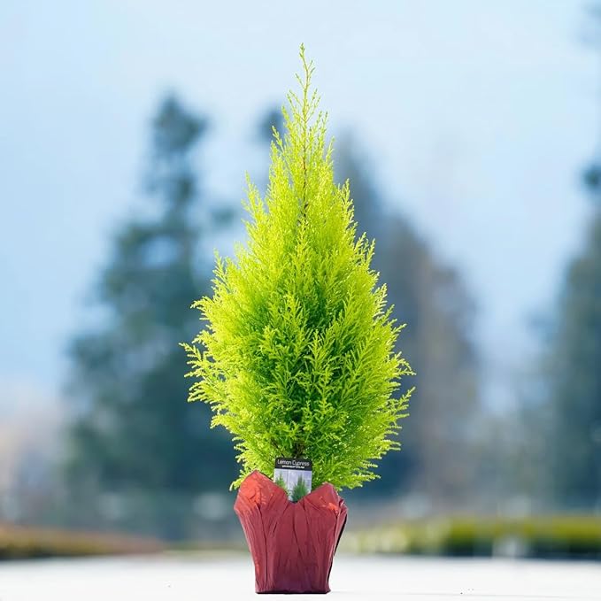Lemony Christmas Tree. Lemon Cypress 'Goldcrest' (Cupressus Macrocarpa) - Vibrant Yellow-Green Foliage, Citrus Scent, Indoor/Outdoor (4 Cypress-Lemon sacs)