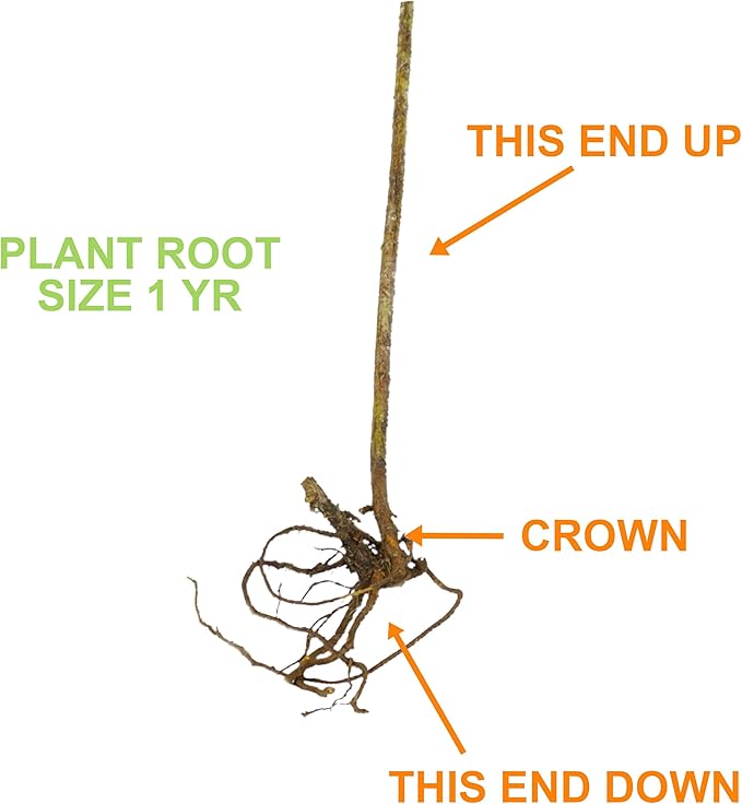 Garden State Bulb Jersey Blueberry, Bare Root, Non-GMO, Spring Planting (Bag of 2)