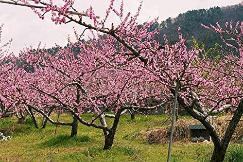 Contender Peach Tree - Self Pollinating Live Fruit Plant Shipped 2 Feet Tall by DAS Farms