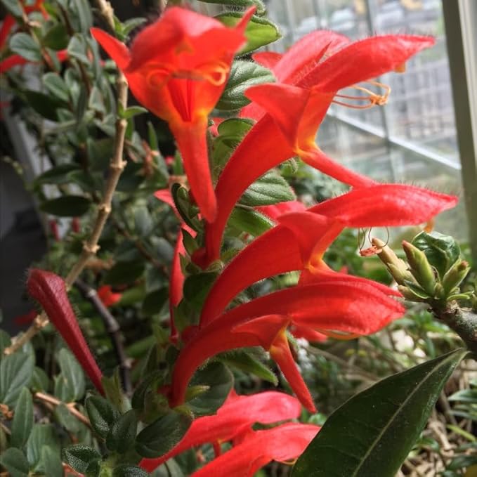 Live Goldfish Cactus Plant (Columnea Long Leaf) 4-6 Inch Tall | Long Leaf Variety, Flowering Trailing Plant Suitable for Gifts & Ideal for Home Interiors