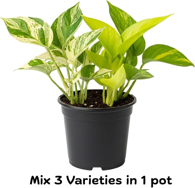 3 Mixed Pothos Live Plants in 4 Inch Pot, 3-6" Live Pothos Plant, Assorted Vine Houseplant for Hanging Basket, Garden Pots