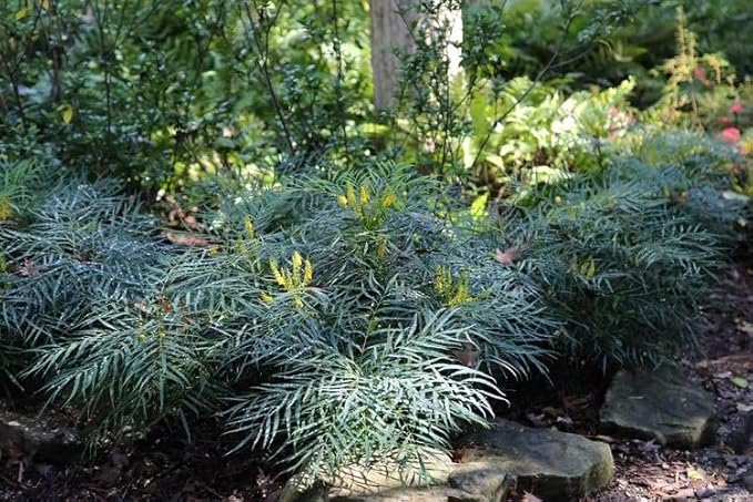 Southern Living Soft Caress Mahonia,1-Gallon Evergreen Flowering Shrub, 3-4 ft Tall and Wide, Yellow Blooms