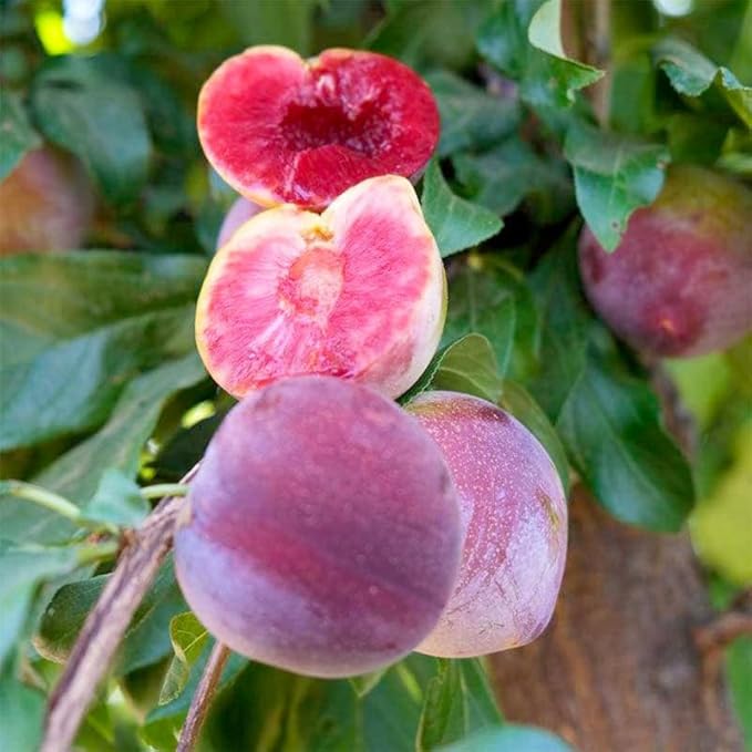 10+ Wild Plum Tree Fruit Seeds for Planting Outdoor-Perennial Non-GMO Fruit Tree Seeds-Sweet and Juice