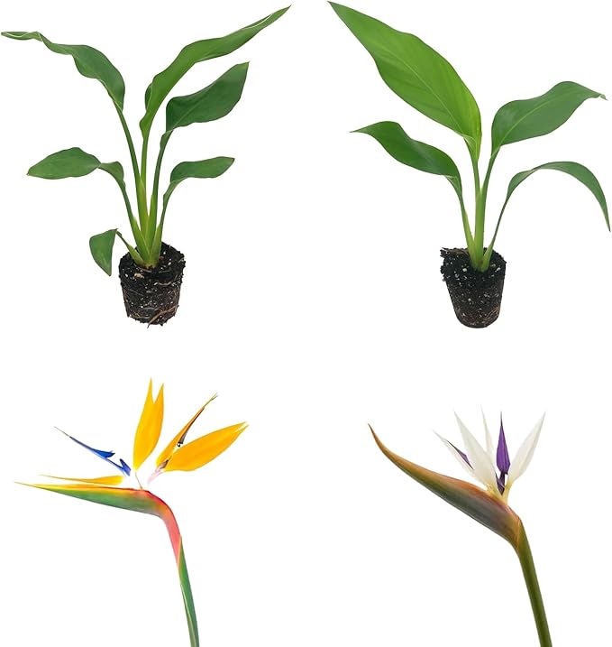 Live Orange & White Birds of Paradise Plant Variety - 'Birds of Paradise' Strelitzia nicolai - ragnaroc Tropical Plant 6-10” Tall - 2ct - Live Arrival Guaranteed - House Plants for Home Decor & Gift