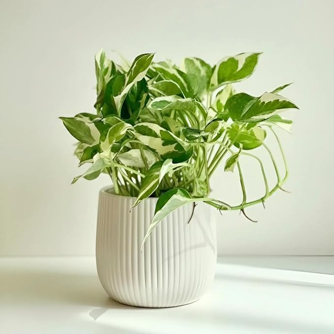 White Green Pothos Plant, Fully Rooted Live Indoor Houseplant, 3 Inc Pot