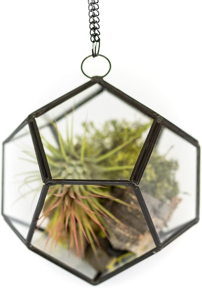 DIY Terrarium Kit with Air Plants - Air Plant Tillandsia Holder - Live Tillandsia Succulent House Plant - Wholesale and Bulk - Home and Garden Decor - Easy Care Indoor and Outdoor Plant (Diamond)
