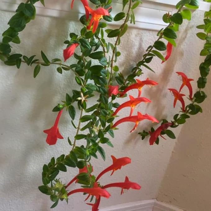 Live Goldfish Cactus Plant (Columnea Long Leaf) 4-6 Inch Tall | Long Leaf Variety, Flowering Trailing Plant Suitable for Gifts & Ideal for Home Interiors