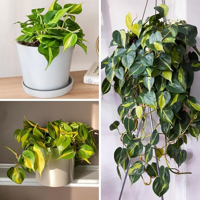 Variegated Yellow Green Philodendron Live Plant, Tropical Plant in 4 Inch Pot, Ready to Grow, Live Indoor Houseplant
