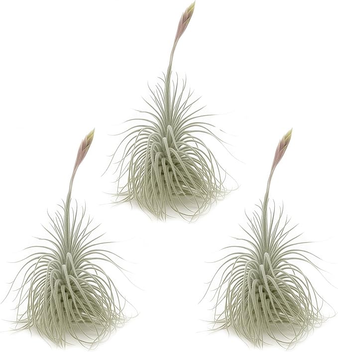 ragnaroc Live air Plant - Tillandsia Tectorum Air Plant 4-6" – 3ct – Unique Shape with Silvery Fuzz – Low Maintenance Houseplant – Perfect for Decor, Terrariums, Gifts - Live Arrival Guaranteed
