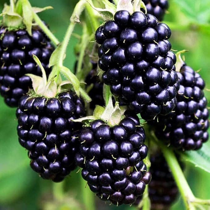 200+ Seed BlackBerry Wild Fruit Seeds for Planting Outdoor-Non-GMO Heirloom Sweet Rare Blackberries Fruit Plant in Your Home Garden