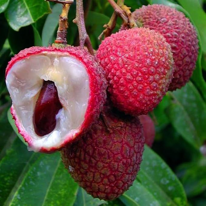 15+ Tropical Fruit Litchi Seed for Planting Outdoors-Fresh Organic Lychee Seed Non-GMO Heirloom for Home Outdoor Garden