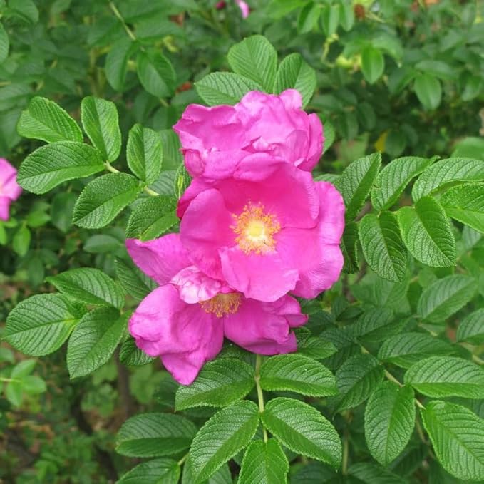 Rosa Rugosa (Sand Rose, Hedgehog Rose, Wrinkled Rose, Rugosa Rose, Japanese Rose, Ramanas Rose) Shrub Seeds, Fragrant Flowers, Seeds by MySeeds.Co, You Choose The Amount (1 oz)