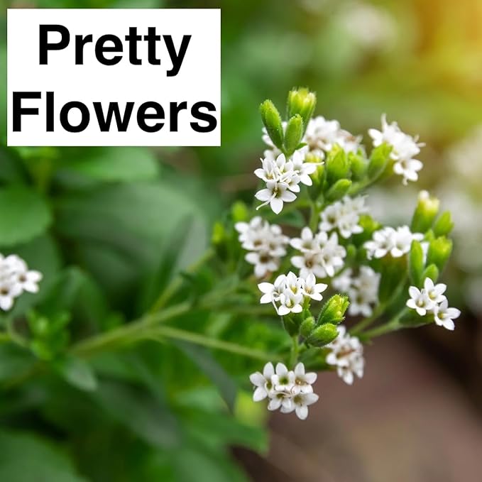 Natural Herbal Live Zero Calorie Sugar Replacement. Stevia Plants. Sweet Leaf, Sugar Leaf, Natural Sugar Substitute Herb, Easy to Grow (4 stevia sacs)