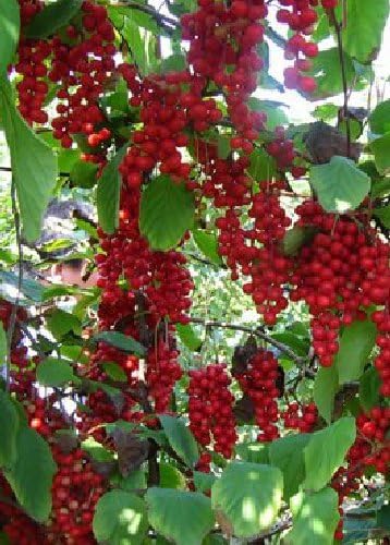 Tropica - Wu-Wei-Zi Berry (Five Flavor Berry) (Schisandra chinensis) - 15 Seeds - Useful Plants