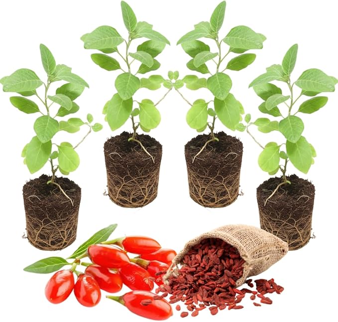 Live Goji Berry Plant Bush for Planting, Goji Berry Ready to Plant, 4 to 10 Inc Tall, Come No Pot, Goji Berries Tree Plant Live