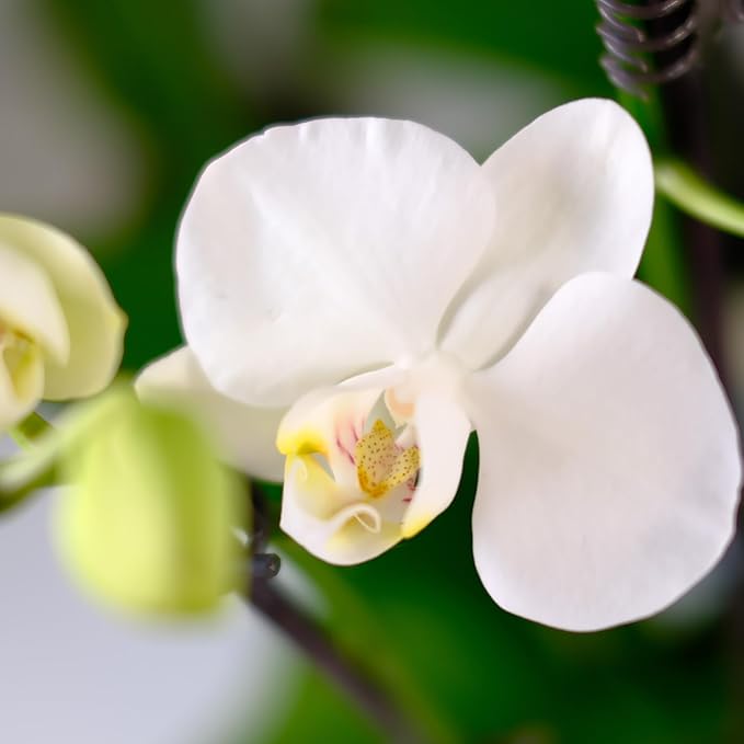 Premium White Live Orchid Plant Blooming in 3.5" Blue & White Orchid Pot, Live Plants, Houseplant Gifts, Approx. 16" Tall, Pet Friendly Houseplants, Phalaenopsis Moth Flower by Plants for Pets