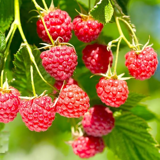 Mixed Berry Seeds for Planting- 700 Strawberries, 200 Raspberries, 80 Grapes, 80 Blueberries - Non-GMO Heirloom Varieties, Perfect for Home Gardening