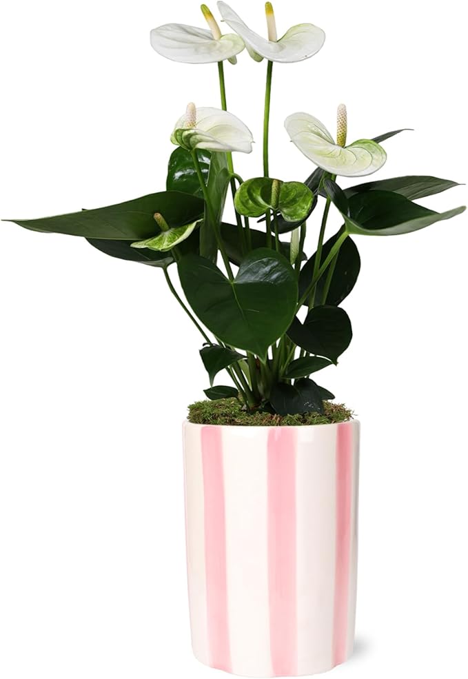 Green Circle Growers 5" White Anthurium in 5" Hollywood-Pink Pot, Live Indoor Plants, House Plant