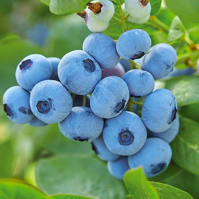 Mixed Berry Seeds for Planting- 700 Strawberries, 200 Raspberries, 80 Grapes, 80 Blueberries - Non-GMO Heirloom Varieties, Perfect for Home Gardening