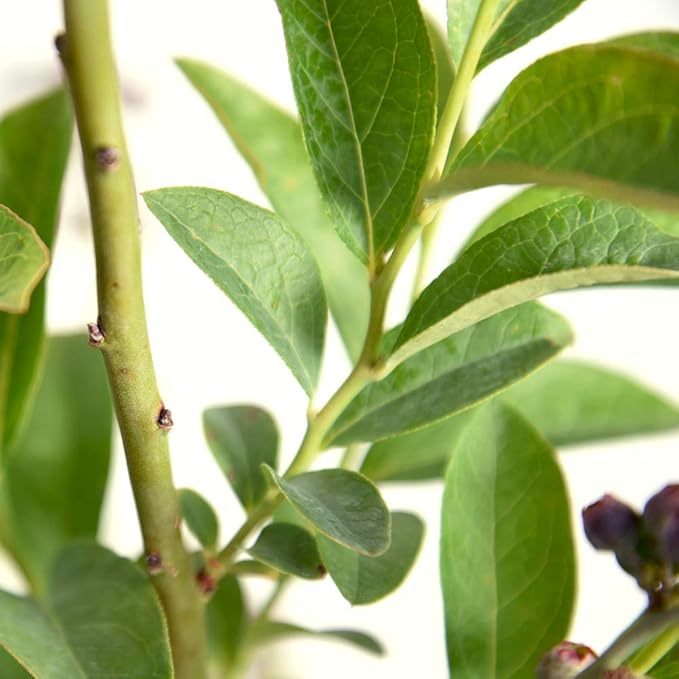 Perfect Plants Premier Blueberry Bush 3 Gallon | Live Plant for Outdoor Planting | Low Maintenance | Delicious Edible Blue Berry Fruit Tree