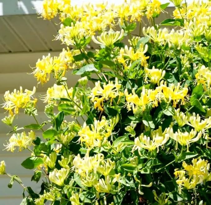 Honeysuckle Vine Seeds Native Perennial White Honeysuckle Bush Climbing Plant 100pcs
