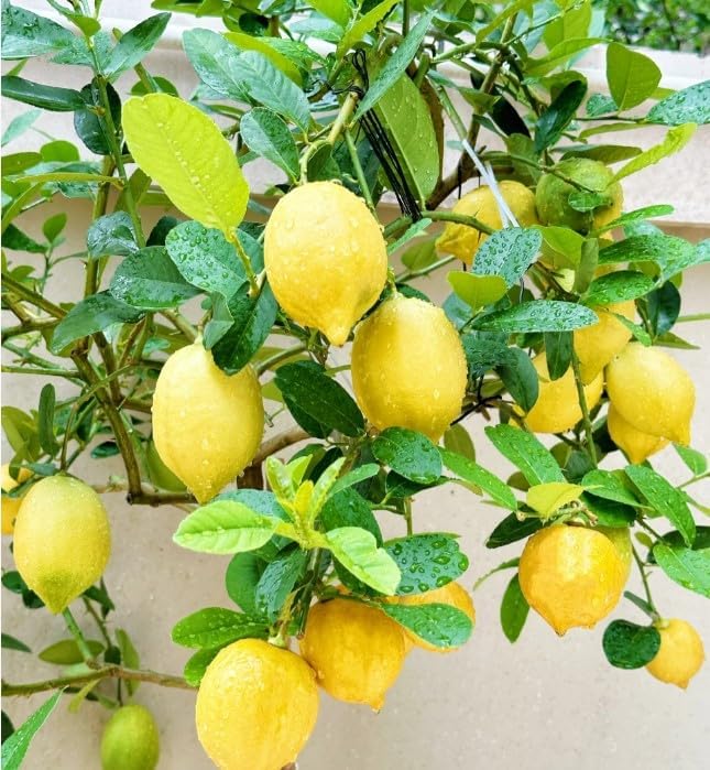 30pcs Perfume Lemon Seeds - Grow Your Own Bonsai or Full-Size Fruit-Bearing Tree - Non-GMO, Heirloom, Organic - Ideal for Zones 8-11