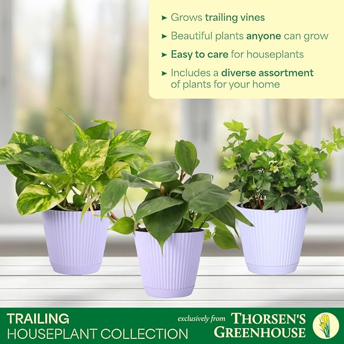 Thorsen's Greenhouse Live Trailing Houseplants (3 Pack), Vining Growth, Easy to Grow Indoor Plants, Grower's Choice Bundle, 4-inch Diameter Established Plants (Lavender (3-Pack))