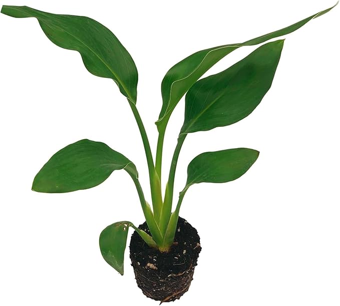 Live Orange Birds of Paradise Plant - ‘Orange Birds of Paradise’ Strelitzia Reginae - ragnaroc Tropical Plant 6-10” Tall - 2ct - Live Arrival Guaranteed - House Plants for Home Decor & Gift