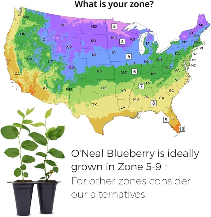 Blueberry Plant O'Neal Live for Sale (4 Pack) | Easy to Grow Plants | Edible Fruit Plant for Sustainable Living | Grow Your own Food on Your Edible Organic Garden| Live for Planting| No Seeds
