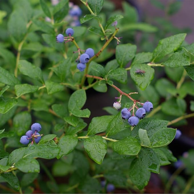 Blueberry Plant O'Neal Live for Sale (4 Pack) | Easy to Grow Plants | Edible Fruit Plant for Sustainable Living | Grow Your own Food on Your Edible Organic Garden| Live for Planting| No Seeds