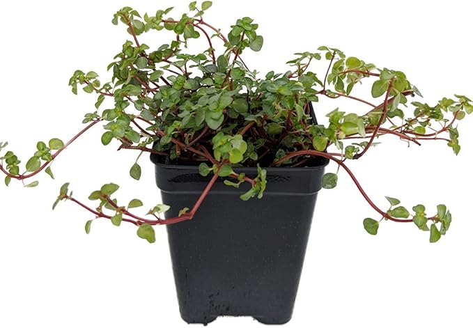 Blue Angel Trailing Pilea - Houseplant/Terrarium/Fairy Garden - 2.5" Pot