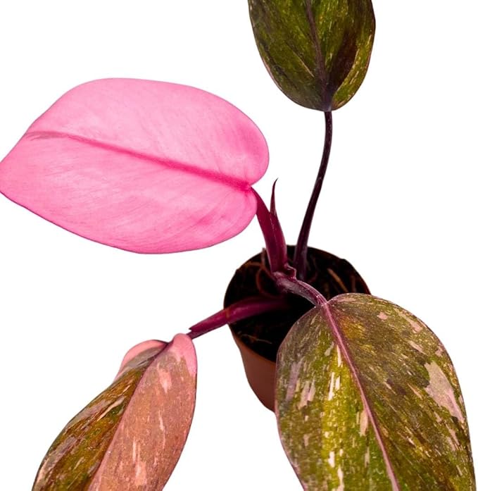 BubbleBlooms Philodendron Pink Naomi 2 inch Pink Princess